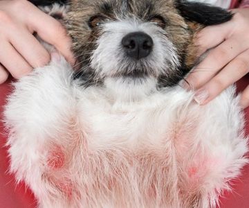 Dog Skin Allergies Symptoms and Relief — How to Stop the Itch Naturally