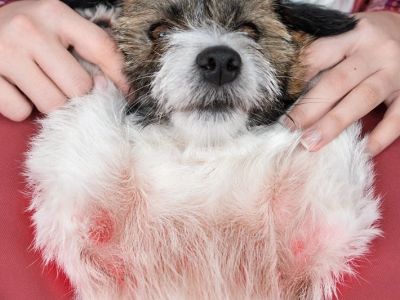 Dog Skin Allergies Symptoms and Relief — How to Stop the Itch Naturally