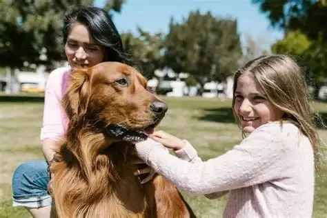 Dog Intervertebral Disc Disease Symptoms in Dachshunds Explained