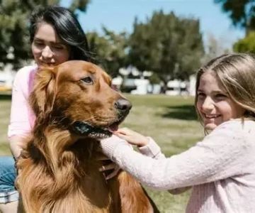 Dog Intervertebral Disc Disease Symptoms in Dachshunds Explained