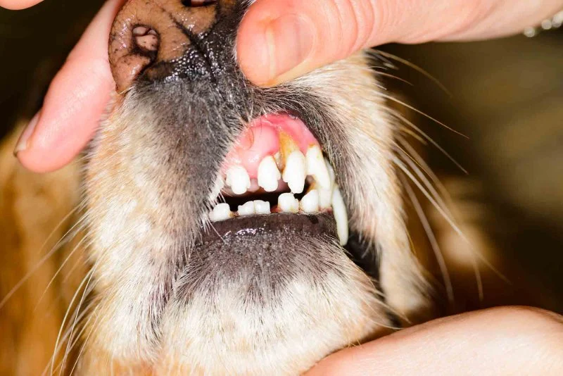 Dog Dental Disease Signs and Prevention — Why 80% of Dogs Over 3 Have Gum Problems