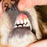 Dog Dental Disease Signs and Prevention — Why 80% of Dogs Over 3 Have Gum Problems