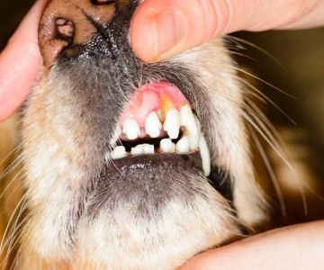 Dog Dental Disease Signs and Prevention — Why 80% of Dogs Over 3 Have Gum Problems