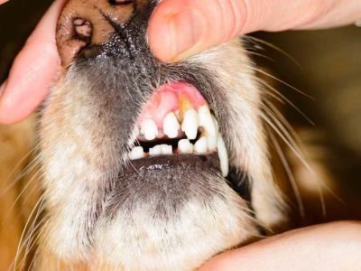 Dog Dental Disease Signs and Prevention — Why 80% of Dogs Over 3 Have Gum Problems