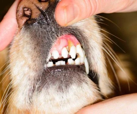 Dog Dental Disease Signs and Prevention — Why 80% of Dogs Over 3 Have Gum Problems