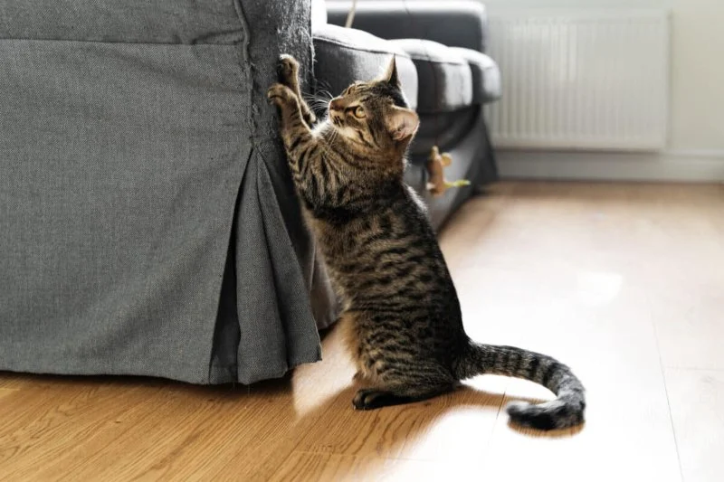 How to Stop a Cat From Scratching the Couch with Furniture Protectors & Scratch Pads