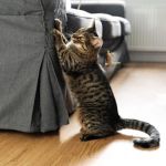 How to Stop a Cat From Scratching the Couch with Furniture Protectors & Scratch Pads
