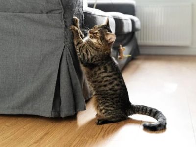 How to Stop a Cat From Scratching the Couch with Furniture Protectors & Scratch Pads