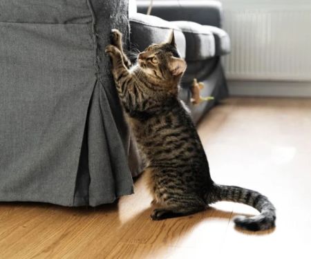 How to Stop a Cat From Scratching the Couch with Furniture Protectors & Scratch Pads