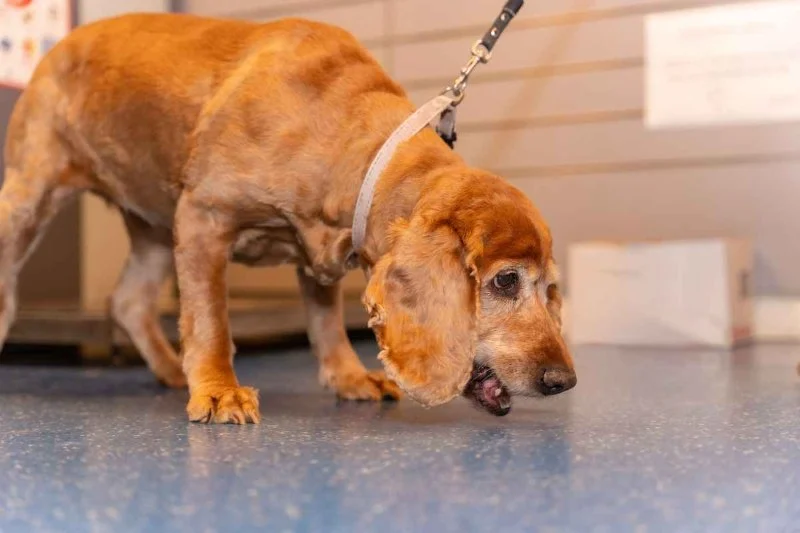 Prostatic Disease in Dogs: Signs, Symptoms & Difficulty Pooping in Males