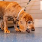 Prostatic Disease in Dogs: Signs, Symptoms & Difficulty Pooping in Males