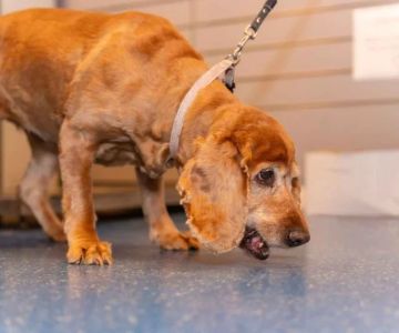 Prostatic Disease in Dogs: Signs, Symptoms & Difficulty Pooping in Males