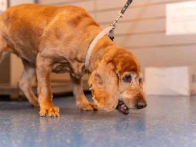 Prostatic Disease in Dogs: Signs, Symptoms & Difficulty Pooping in Males