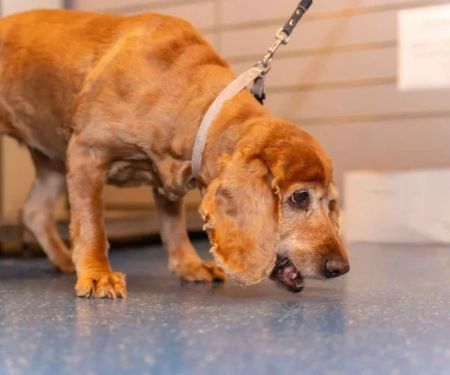 Prostatic Disease in Dogs: Signs, Symptoms & Difficulty Pooping in Males