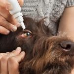 How to Tell If Your Dog Has Conjunctivitis — Red Eye, Squinting, and Gooey Discharge