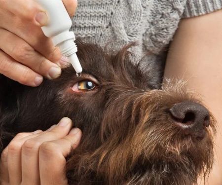 How to Tell If Your Dog Has Conjunctivitis — Red Eye, Squinting, and Gooey Discharge
