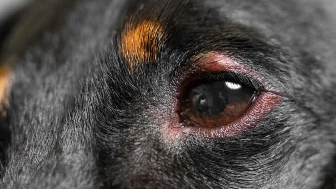 How to Tell If Your Dog Has Pink Eye: Symptoms and Treatment Guide