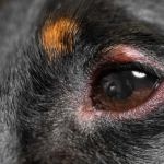 How to Tell If Your Dog Has Pink Eye: Symptoms and Treatment Guide
