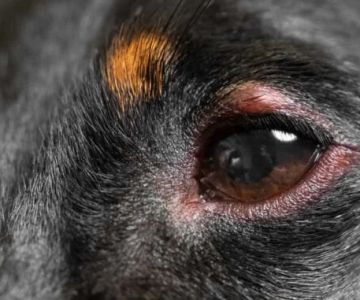 How to Tell If Your Dog Has Pink Eye: Symptoms and Treatment Guide