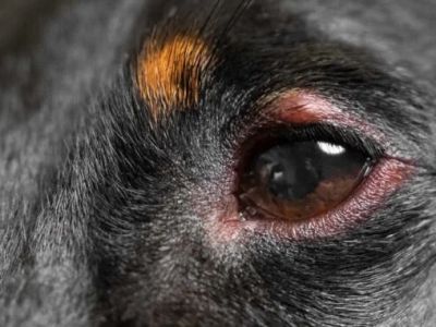 How to Tell If Your Dog Has Pink Eye: Symptoms and Treatment Guide