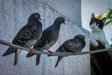 Why Does My Cat Chirp at Birds — Hunting Frustration Explained in Felines