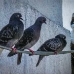 Why Does My Cat Chirp at Birds — Hunting Frustration Explained in Felines