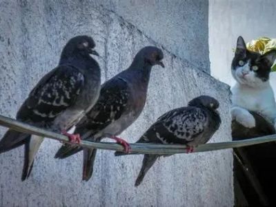 Why Does My Cat Chirp at Birds — Hunting Frustration Explained in Felines