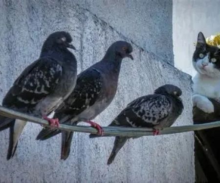 Why Does My Cat Chirp at Birds — Hunting Frustration Explained in Felines