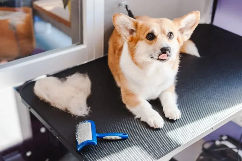 Best Dog Grooming Kits for Home Use: Clippers, Brushes & Nail Trimmers