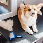Best Dog Grooming Kits for Home Use: Clippers, Brushes & Nail Trimmers