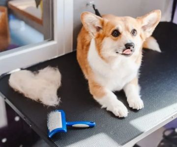Best Dog Grooming Kits for Home Use: Clippers, Brushes & Nail Trimmers