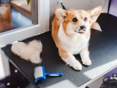 Best Dog Grooming Kits for Home Use: Clippers, Brushes & Nail Trimmers