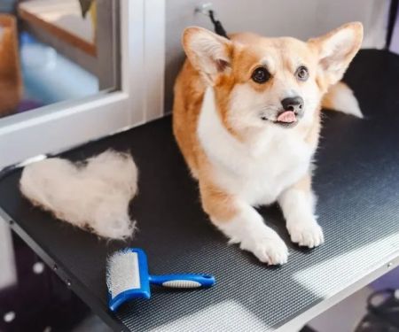 Best Dog Grooming Kits for Home Use: Clippers, Brushes & Nail Trimmers