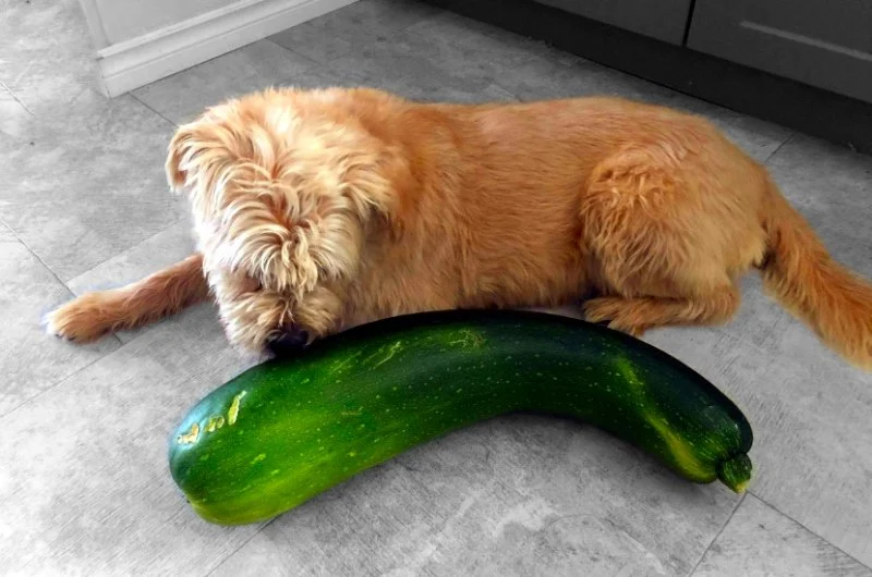 Can Dogs Eat Zucchini — Raw or Cooked Summer Squash Safety Guide