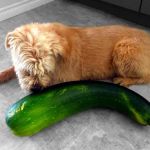 Can Dogs Eat Zucchini — Raw or Cooked Summer Squash Safety Guide