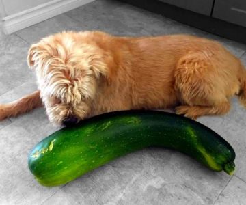 Can Dogs Eat Zucchini — Raw or Cooked Summer Squash Safety Guide