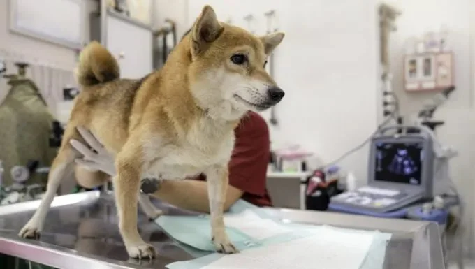 Dog Polycystic Kidney Disease Symptoms in Bull Terriers and Beagles Guide
