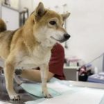 Dog Polycystic Kidney Disease Symptoms in Bull Terriers and Beagles Guide
