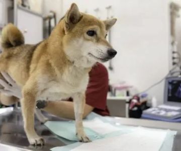 Dog Polycystic Kidney Disease Symptoms in Bull Terriers and Beagles Guide