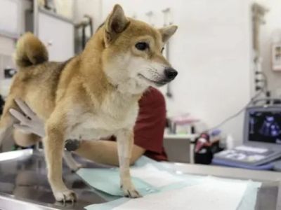 Dog Polycystic Kidney Disease Symptoms in Bull Terriers and Beagles Guide