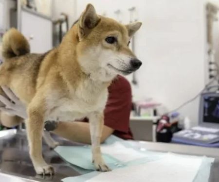 Dog Polycystic Kidney Disease Symptoms in Bull Terriers and Beagles Guide