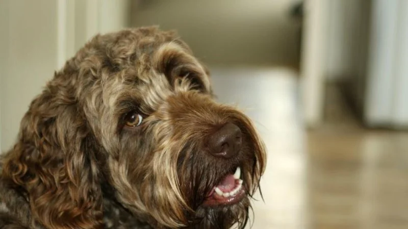 How to Tell If Your Dog Has Hypocalcemia — Muscle Twitching and Stiff Gait Signs