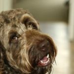 How to Tell If Your Dog Has Hypocalcemia — Muscle Twitching and Stiff Gait Signs