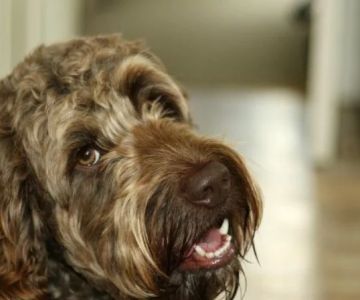 How to Tell If Your Dog Has Hypocalcemia — Muscle Twitching and Stiff Gait Signs