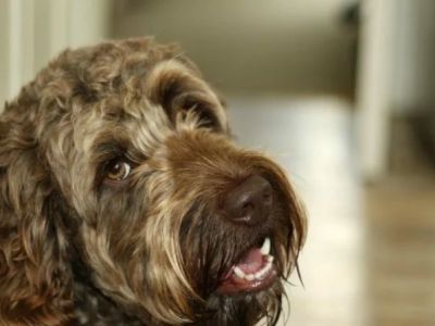 How to Tell If Your Dog Has Hypocalcemia — Muscle Twitching and Stiff Gait Signs