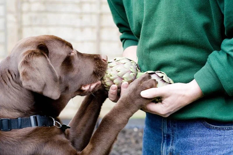 Can Dogs Eat Artichokes? Safety Guide for Fresh, Canned & Marinated