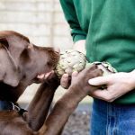 Can Dogs Eat Artichokes? Safety Guide for Fresh, Canned & Marinated