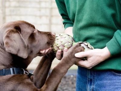 Can Dogs Eat Artichokes? Safety Guide for Fresh, Canned & Marinated