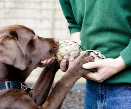 Can Dogs Eat Artichokes? Safety Guide for Fresh, Canned & Marinated