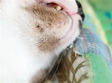 Cat Acne Symptoms on Chin and How to Treat Feline Chin Acne at Home